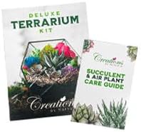 – Premium Small DIY Terrarium Kit - Image 6