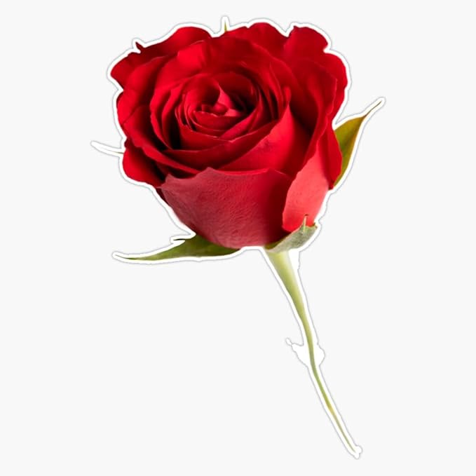 MAGNET Red Rose Magnetic Bumper Sticker 5" by HJ+Media