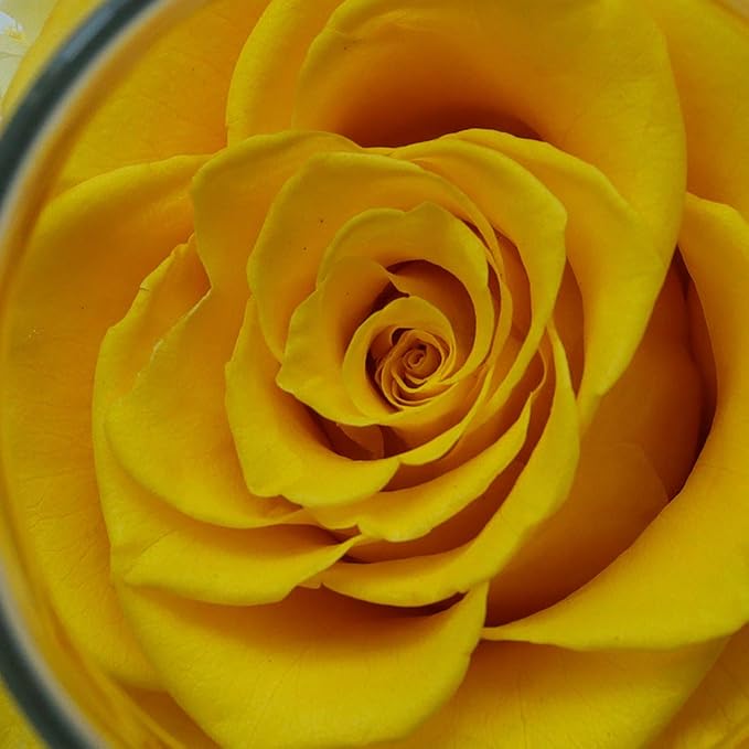 Preserved Real Roses with Colorful Mood Light Wishing Bottle, Eternal - Image 6
