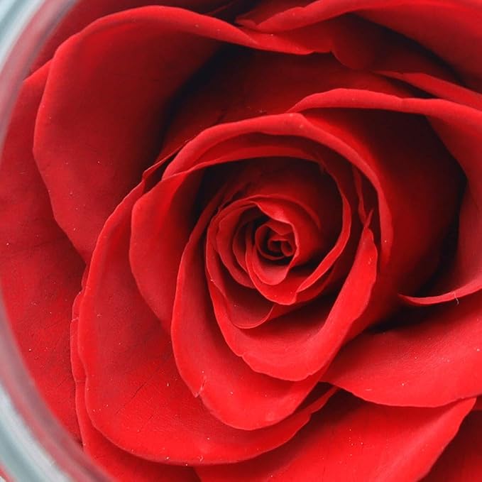 Preserved Real Roses with Colorful Mood Light Wishing Bottle, Eternal - Image 6