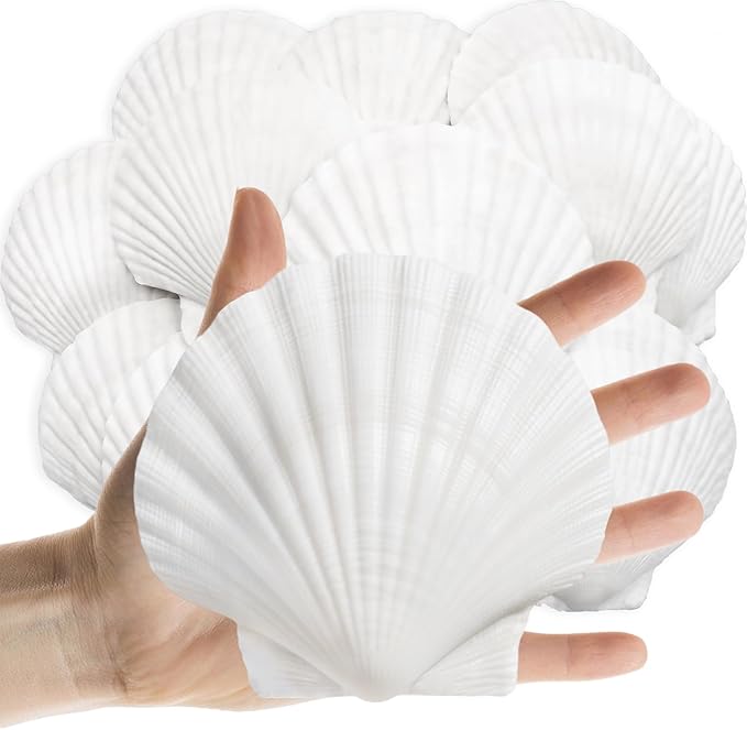 16PCS Sea Shells Scallop Shells Natural White Sea Shells by Lanwexy