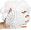 16PCS Sea Shells Scallop Shells Natural White Sea Shells by Lanwexy