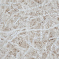 Caleihd Crinkle Cut Paper Shred Packing Grass Cushion Paper Streamer by Caleihd