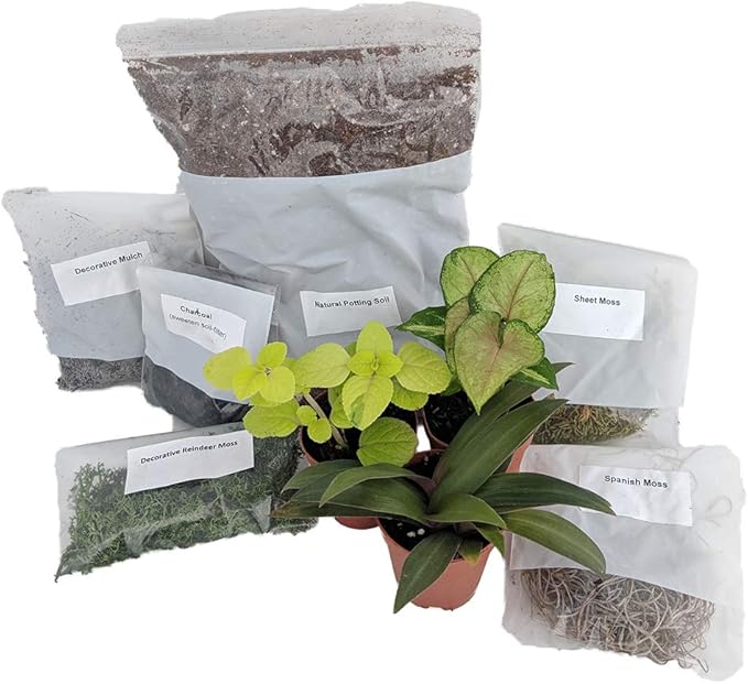 Terrarium/Fairy Garden Kit by Hirt%27s+Gardens