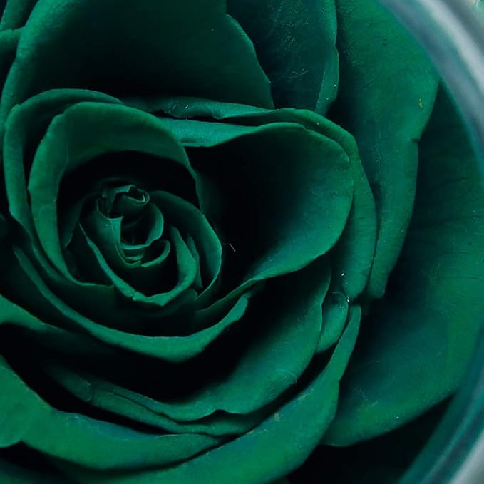 Preserved Real Roses with Colorful Mood Light Wishing Bottle, Eternal - Image 5