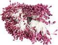 HAHIYO 700Pcs 3mm Dark Purple Pearl Double Head Flower Stamen Pistil by HAHIYO