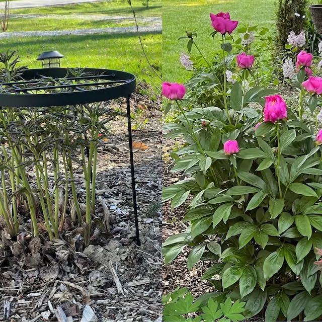Large Peony Cages and Supports 18.9"x23.6" - Image 4