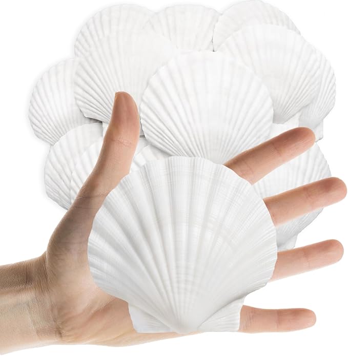25PCS Sea Shells Scallop Shells Natural White Sea Shells by Lanwexy