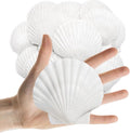 25PCS Sea Shells Scallop Shells Natural White Sea Shells by Lanwexy