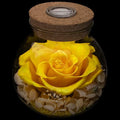 Preserved Real Roses with Colorful Mood Light Wishing Bottle, Eternal by roliys