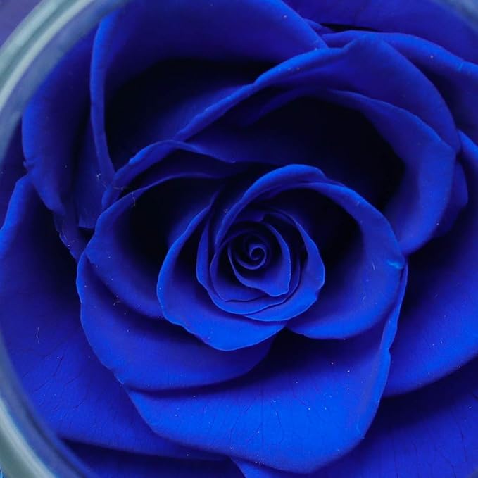 Preserved Real Roses with Colorful Mood Light Wishing Bottle, Eternal - Image 7
