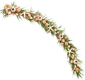 HOLIDAY TREE 5' Shell Arrangement Green Garland by HolidayTree