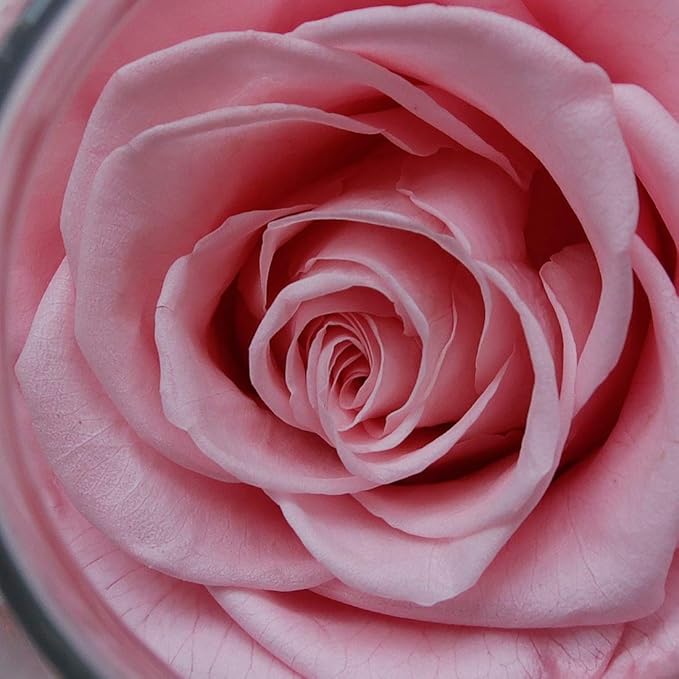 Preserved Real Roses with Colorful Mood Light Wishing Bottle, Eternal - Image 7