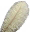 KOLIGHT 40pcs 12''~14'' Natural Ostrich Feathers by KOLIGHT