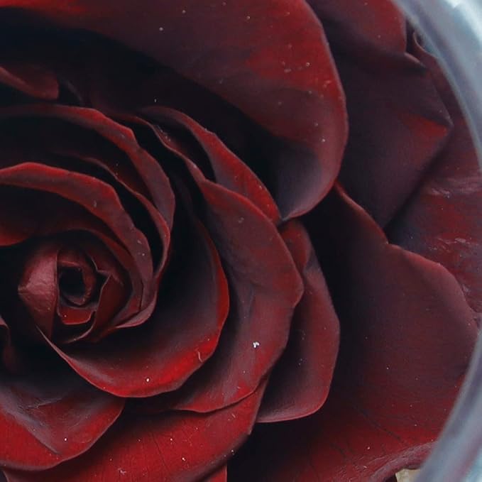 Preserved Real Roses with Colorful Mood Light Wishing Bottle, Eternal - Image 4