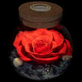 Preserved Real Roses with Colorful Mood Light Wishing Bottle, Eternal by roliys