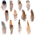 Ballinger 240pcs 12 Styled Natural Feathers Assorted Mixed Feathers by Ballinger