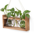 Plant Propagation Station Plant Terrarium Unique Birthday Gifts by Unknown