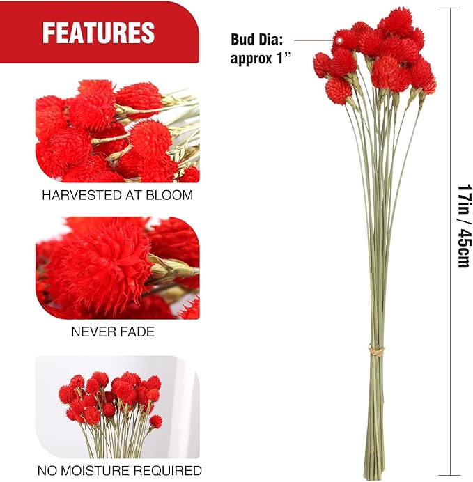 Dried Globe Amaranth Flower - Image 2