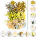 Vignee Real Dried Pressed Leaf Flowers-Multiple Colorful Pressed Flowers Daisies by Vignee