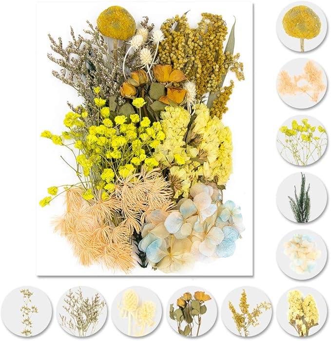 Vignee Real Dried Pressed Leaf Flowers-Multiple Colorful Pressed Flowers Daisies by Vignee