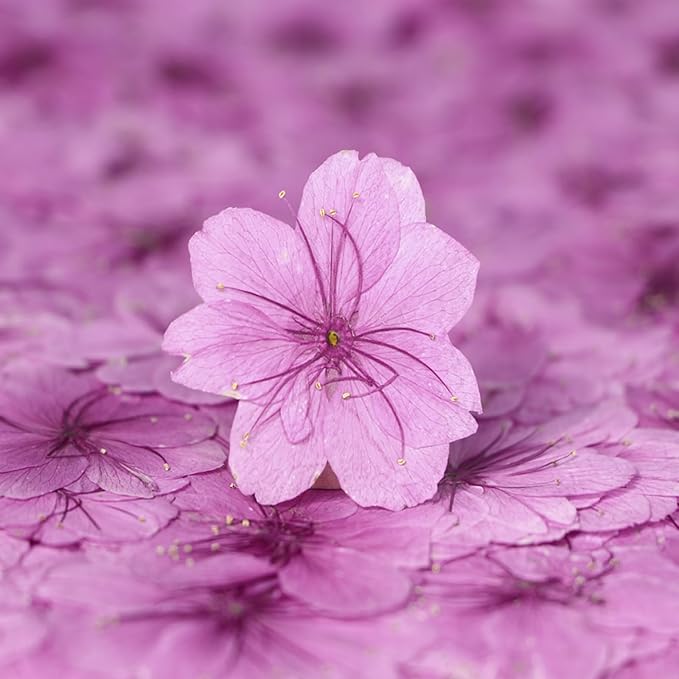 48 Pcs Dried Pressed Flowers for Resin DIY Art Crafts Natural Dry Sakura - Image 3