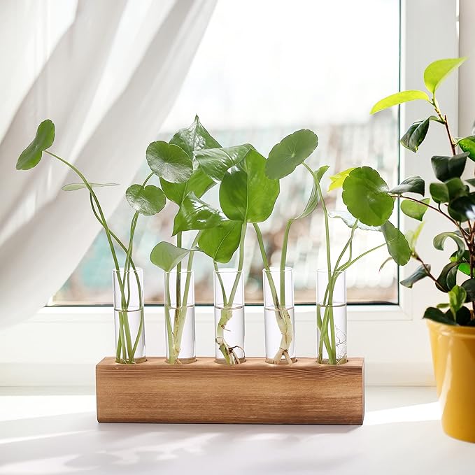 YIBOT Propagation Stations, Plant Terrarium - Image 3