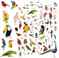Bird Stickers 850 Count Tropical Bird Parrot Flamingo Peacock Hummingbirds by Unknown