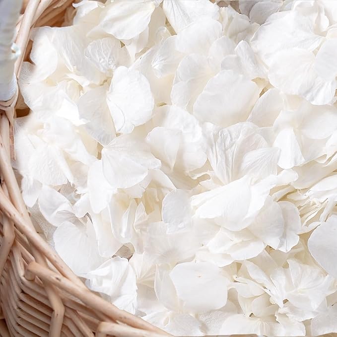 3000+Pcs Real Ivory White Dried Hydrangea Flower Petals by Gifugi