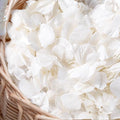 3000+Pcs Real Ivory White Dried Hydrangea Flower Petals by Gifugi
