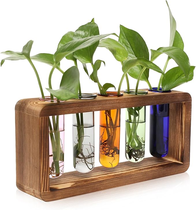Glass Plant Propagation Station by Unknown