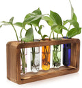 Glass Plant Propagation Station by Unknown