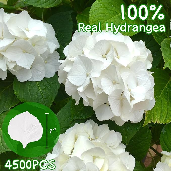 4500Pcs Ivory White Dried Hydrangea Flower Petals - Image 2