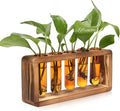 Glass Plant Propagation Station by Unknown