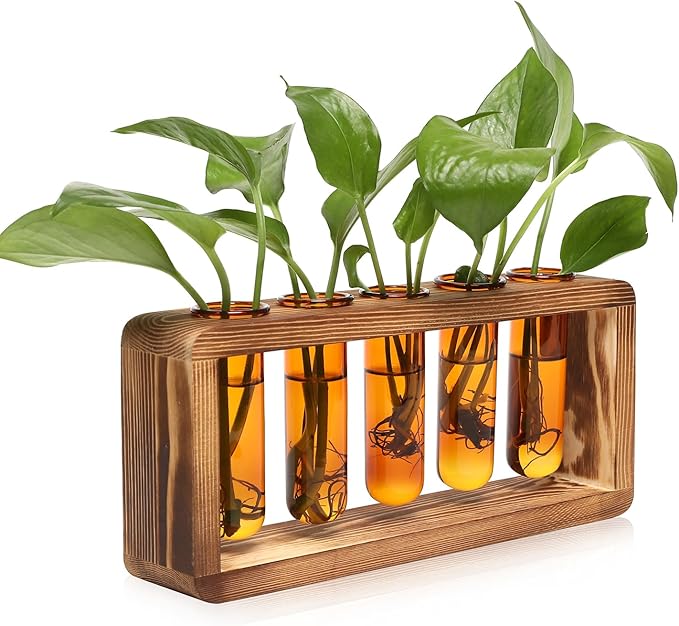 Glass Plant Propagation Station by Unknown