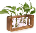 Glass Plant Propagation Station by Unknown