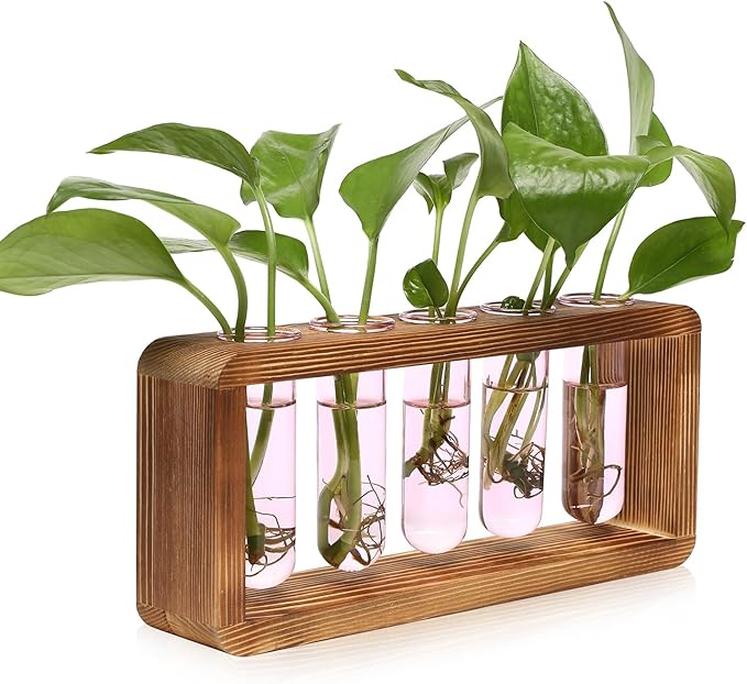 Glass Plant Propagation Station by Unknown