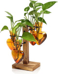 Plants Propagation Stations Plant Terrarium Kit Glass Planters by CYZglass