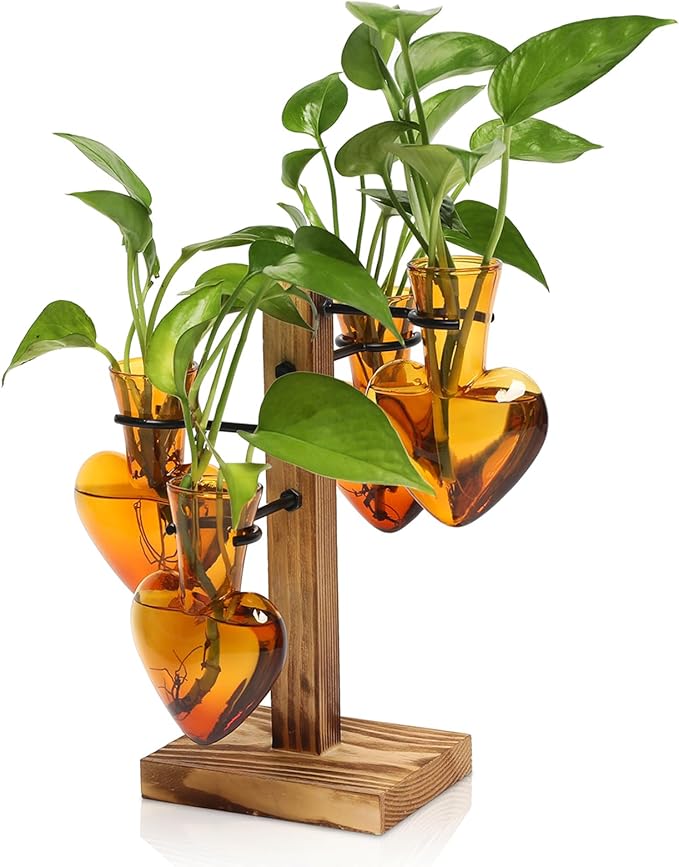 Plants Propagation Stations Plant Terrarium Kit Glass Planters by CYZglass