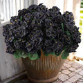 Hananona 12 Pcs Artificial Geranium Flowers by HANANONA