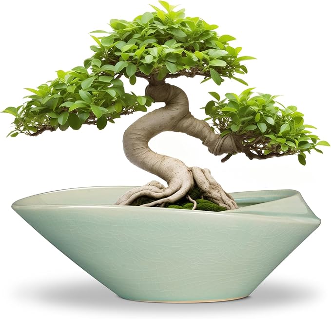 Bonsai Pot - 12 Inch Ceramic Planter Pot by EPFamily