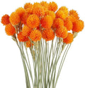 Dried Globe Amaranth Flower by MIHUAGE