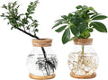 Propagation Station, Larger Capacity Ball Vase by Pechaut