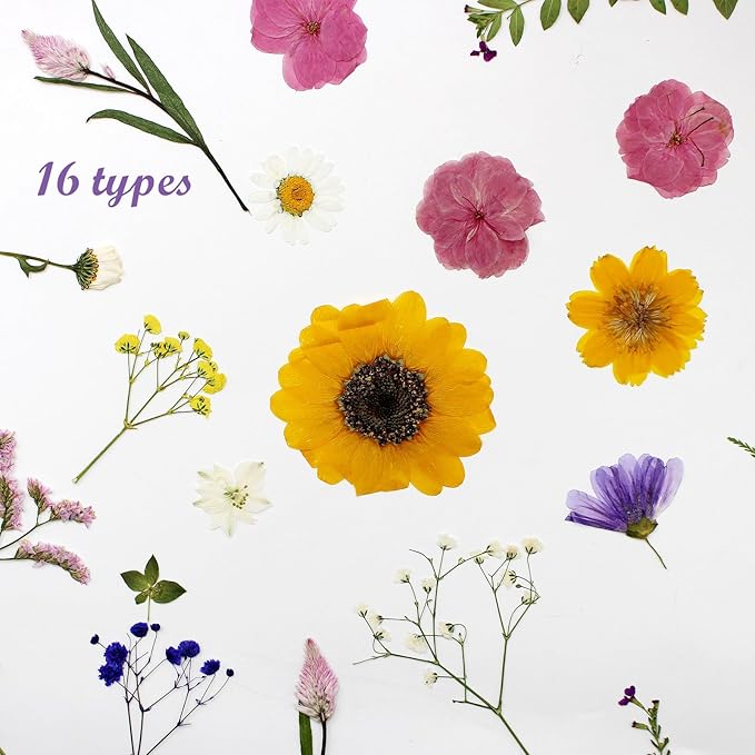 16 Types Boho Dried Pressed Flowers - Image 3