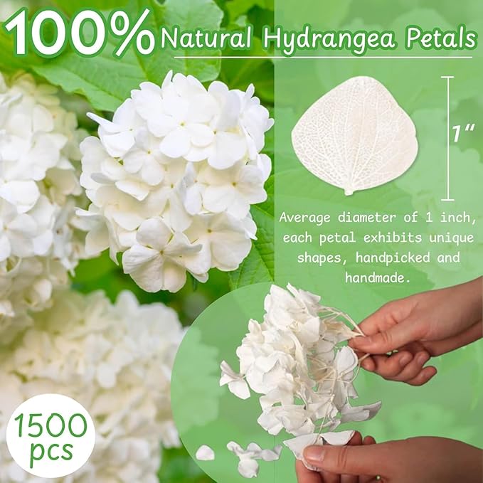 1500Pcs Real Dried Ivory White Hydrangea Flower Petals - Image 3