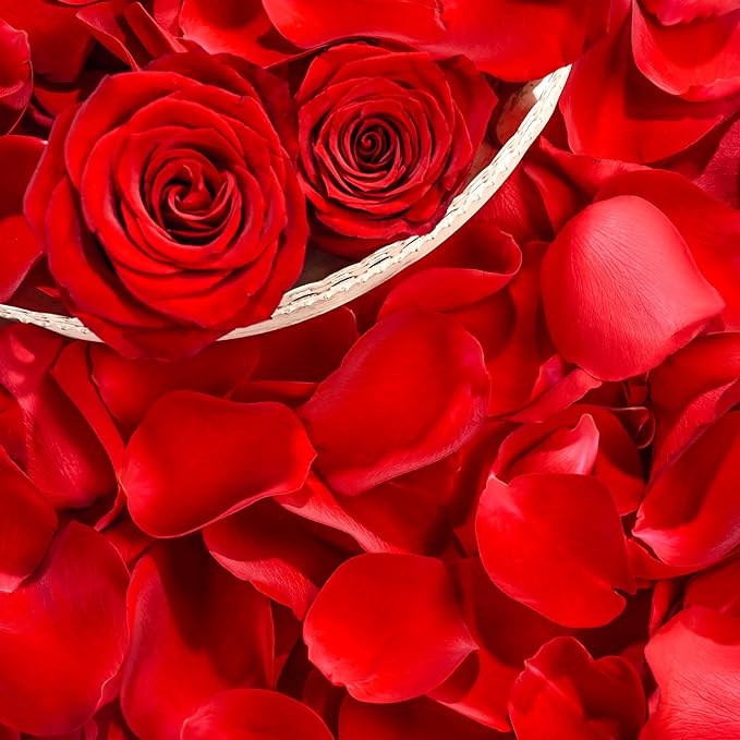230 PCS Red Dired Rose Petals 2.1oz/60g Natural Real Rose Flower Petals - Image 8