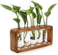 Glass Plant Propagation Station by Unknown