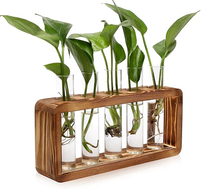 Glass Plant Propagation Station by Unknown