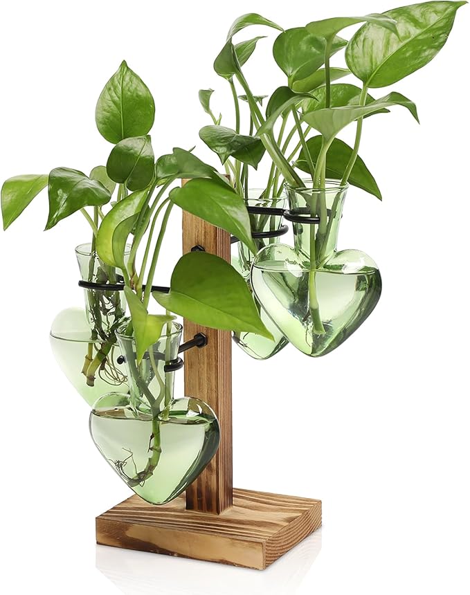 Plants Propagation Stations Plant Terrarium Kit Glass Planters by CYZglass