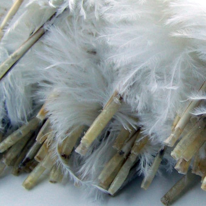KOLIGHT 40pcs 12''~14'' Natural Ostrich Feathers - Image 4